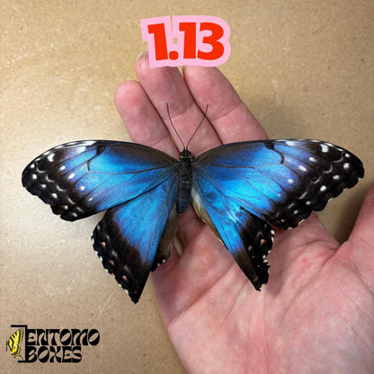 DEFECTED blue morpho papered dry tropical butterfly from South America insect for preparation