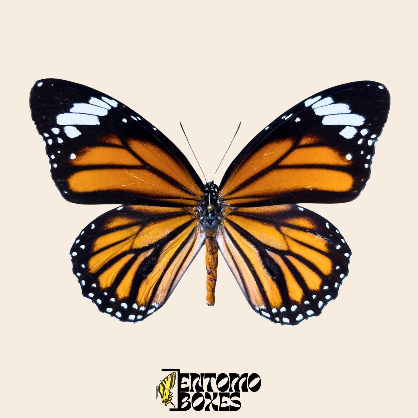 danaus genutia pinned specimen