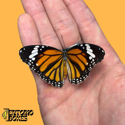 Danaus genutia butterfly