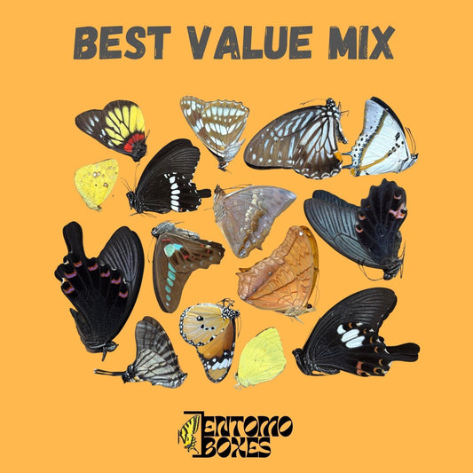 mix of papered tropical butterflies