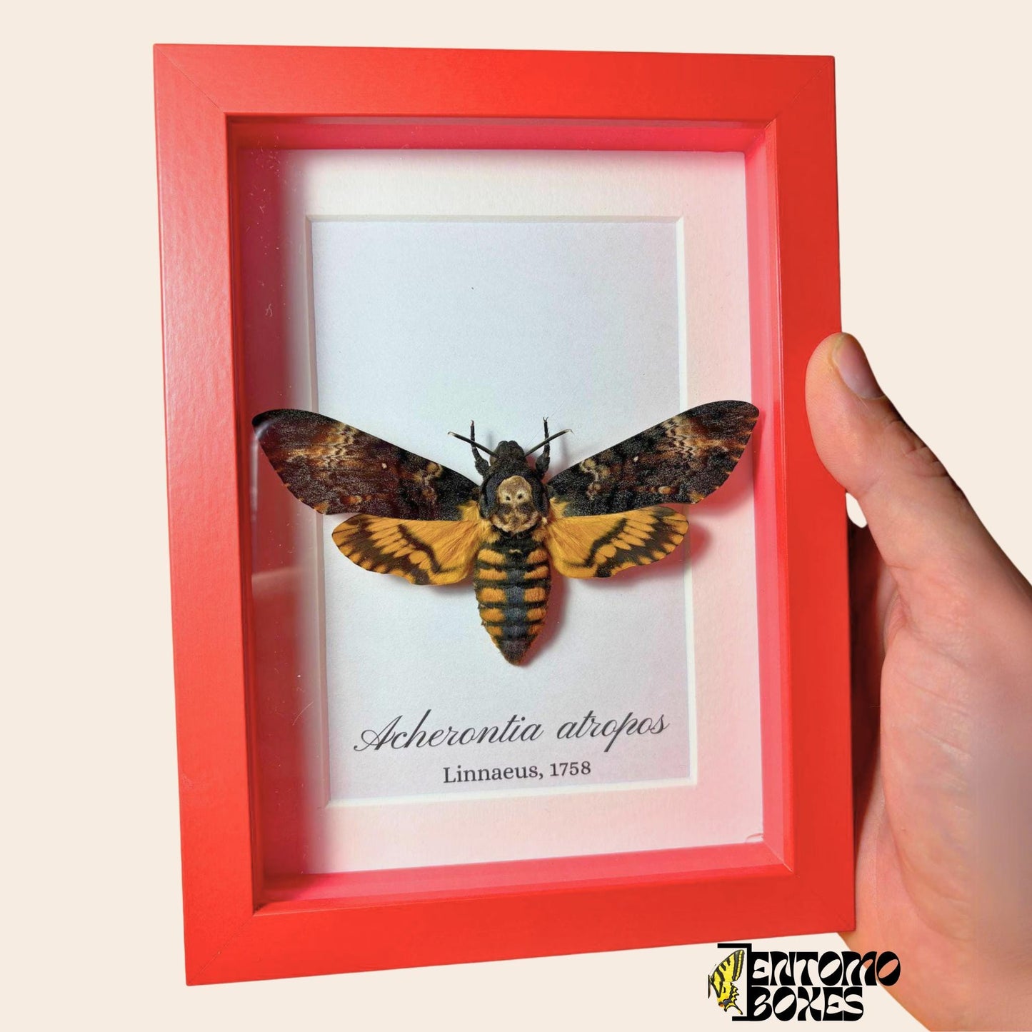 acherontia atropos in red frame