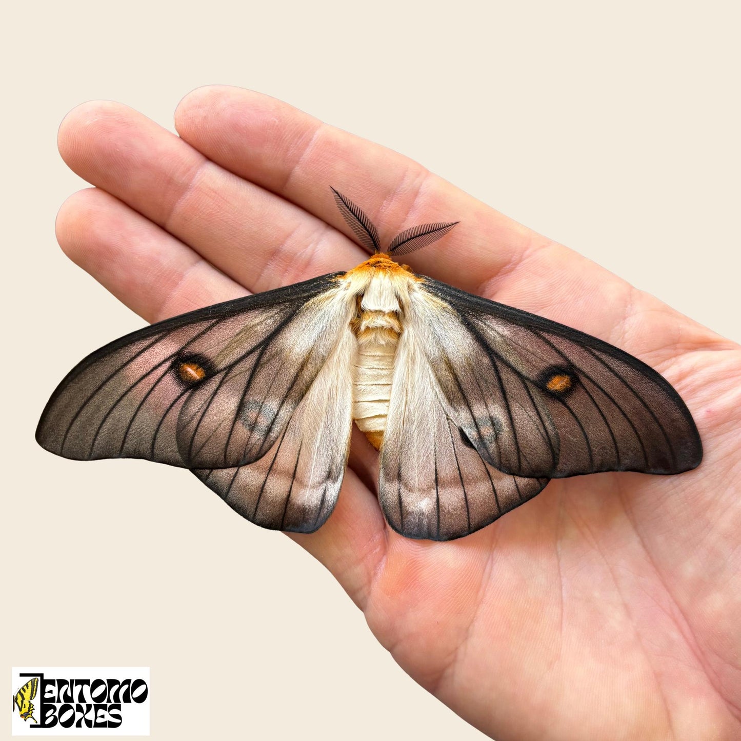 ghostly silkmoth male __etsy:7439052917