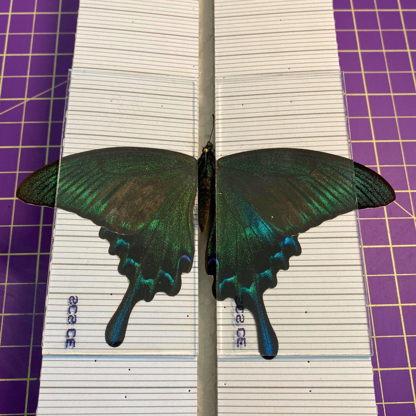 insect pinning glass slidesglass panels for butterflies