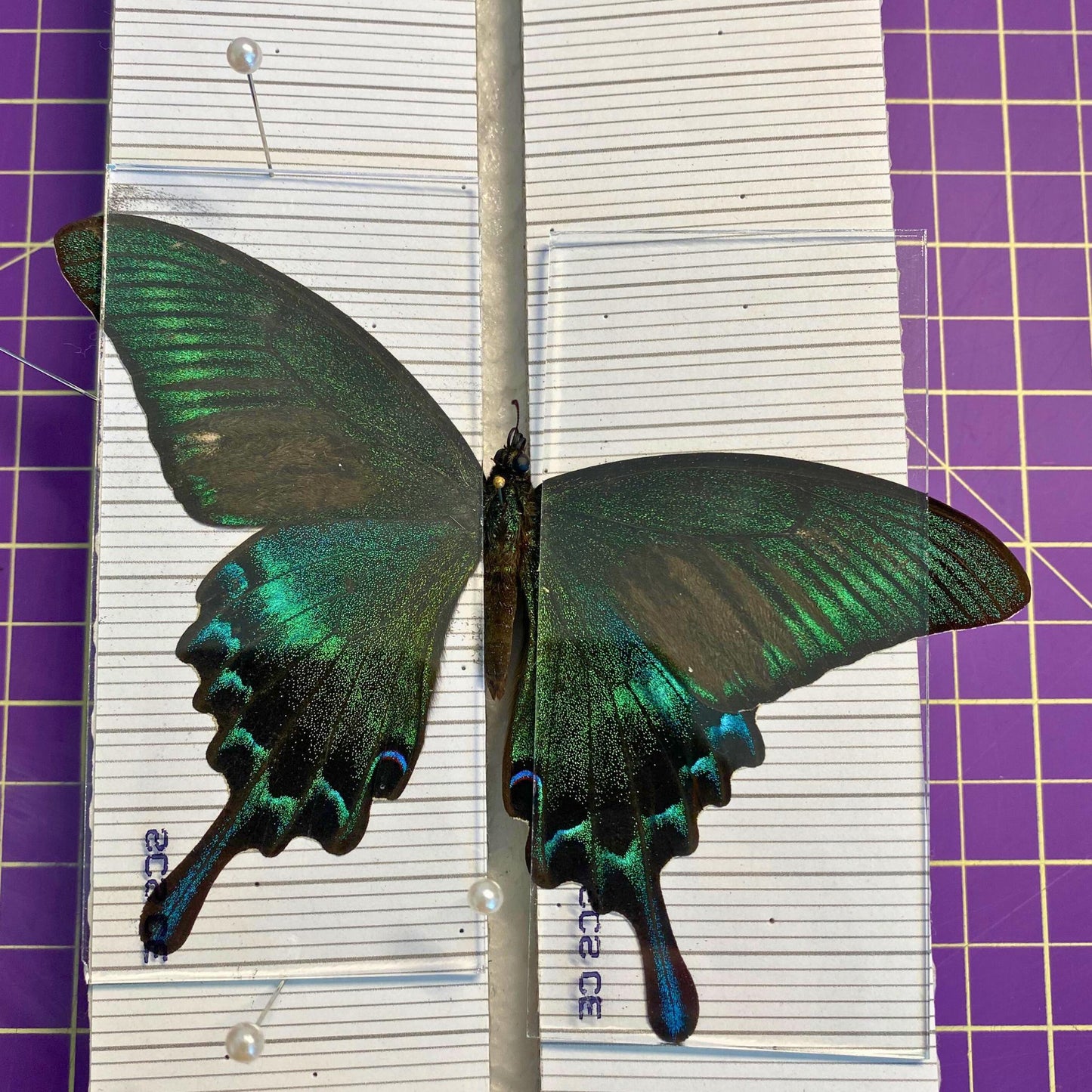 butterfly pinning glass slides