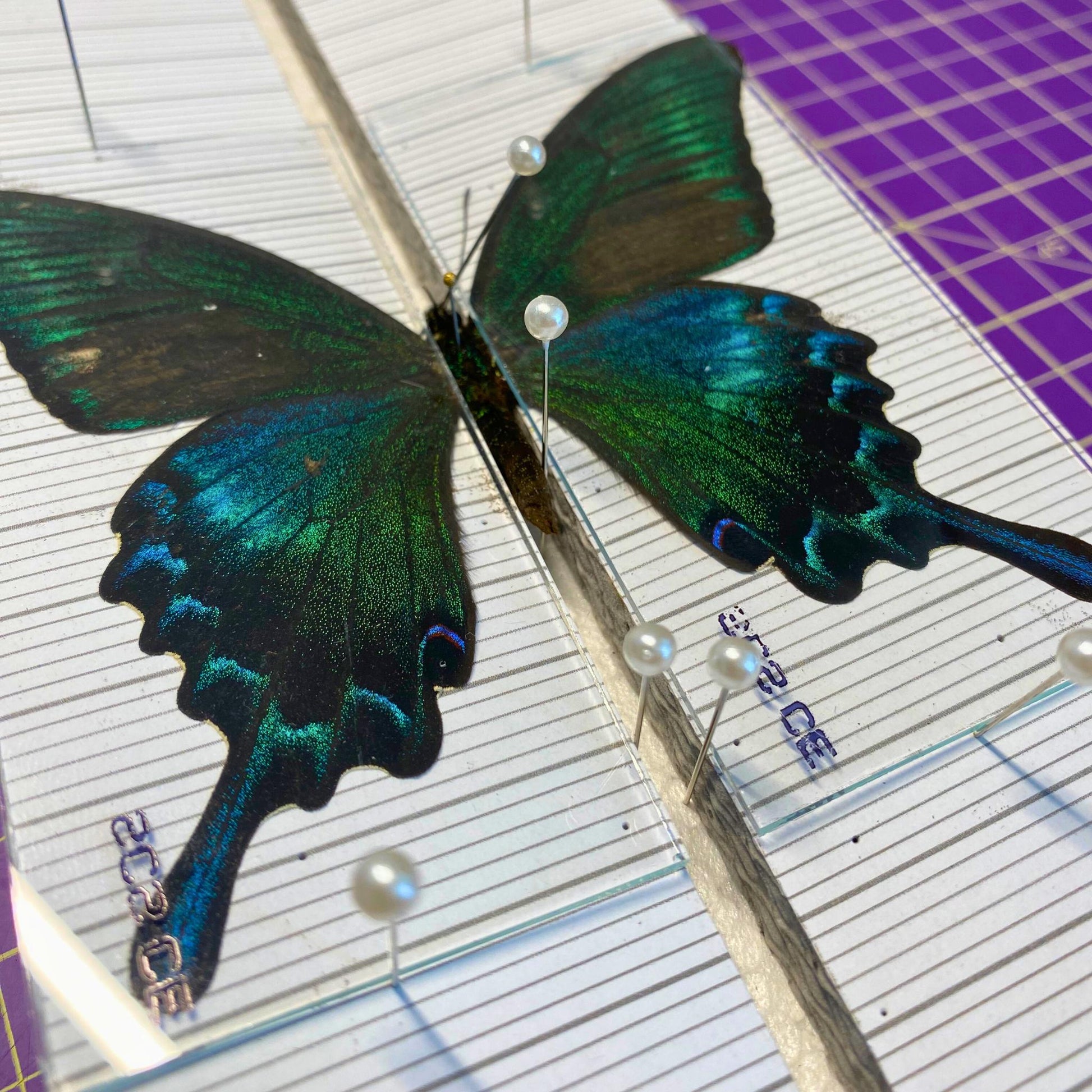 butterfly pinning glass slides