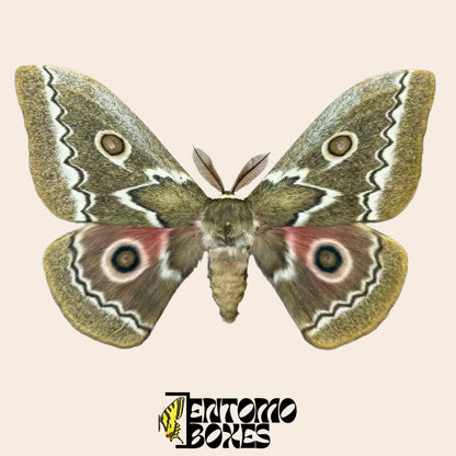 Gonimbrasia tyrrhea pinned male