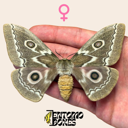 Gonimbrasia tyrrhea pinned female