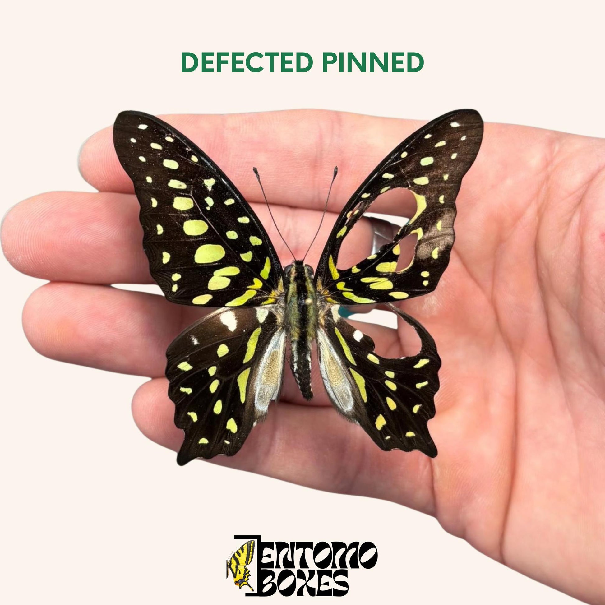 graphium agamemnon pinned butterfly with wing defects