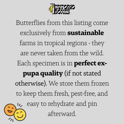 Green Graphium agamemnon real butterfly specimen for entomology taxidermy collection