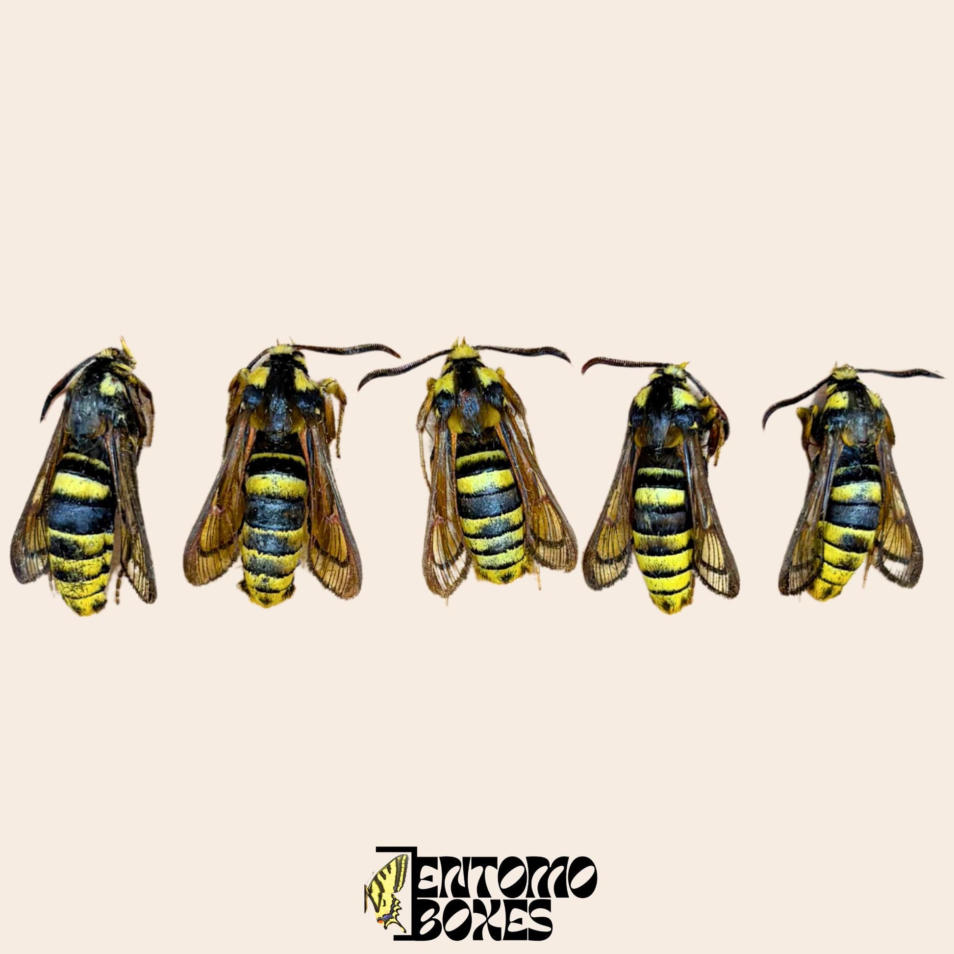 sesia apiformis male specimens __etsy:8202805805