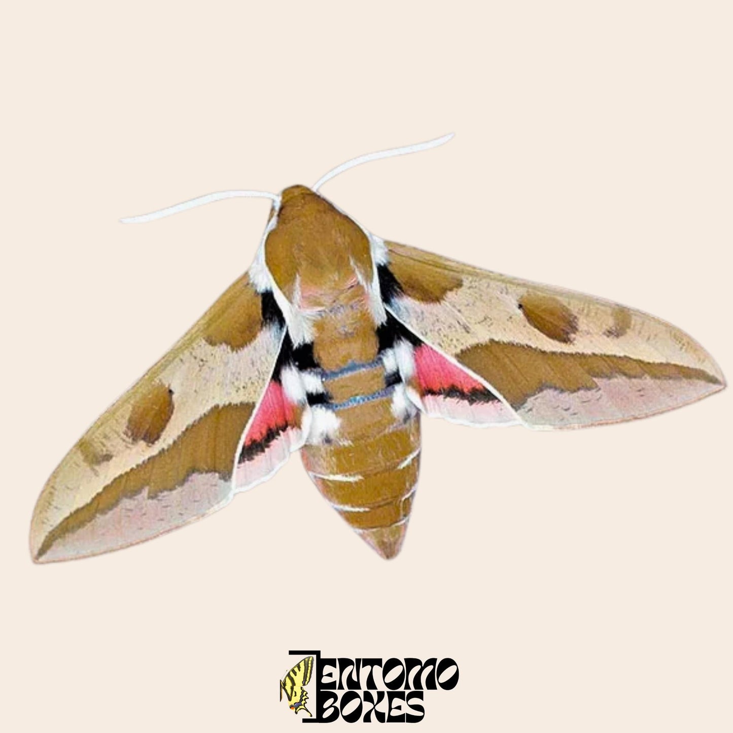 hyles euphorbiae specimen for sale __etsy:8089033186