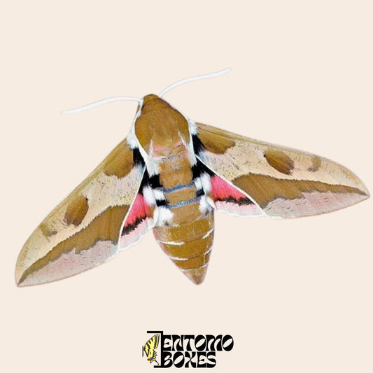 hyles euphorbiae Exemplar gespanntes Exemplar, nachhaltig bezogen von EntomoBoxes