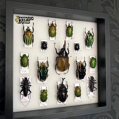 beetles in insect shadow frame