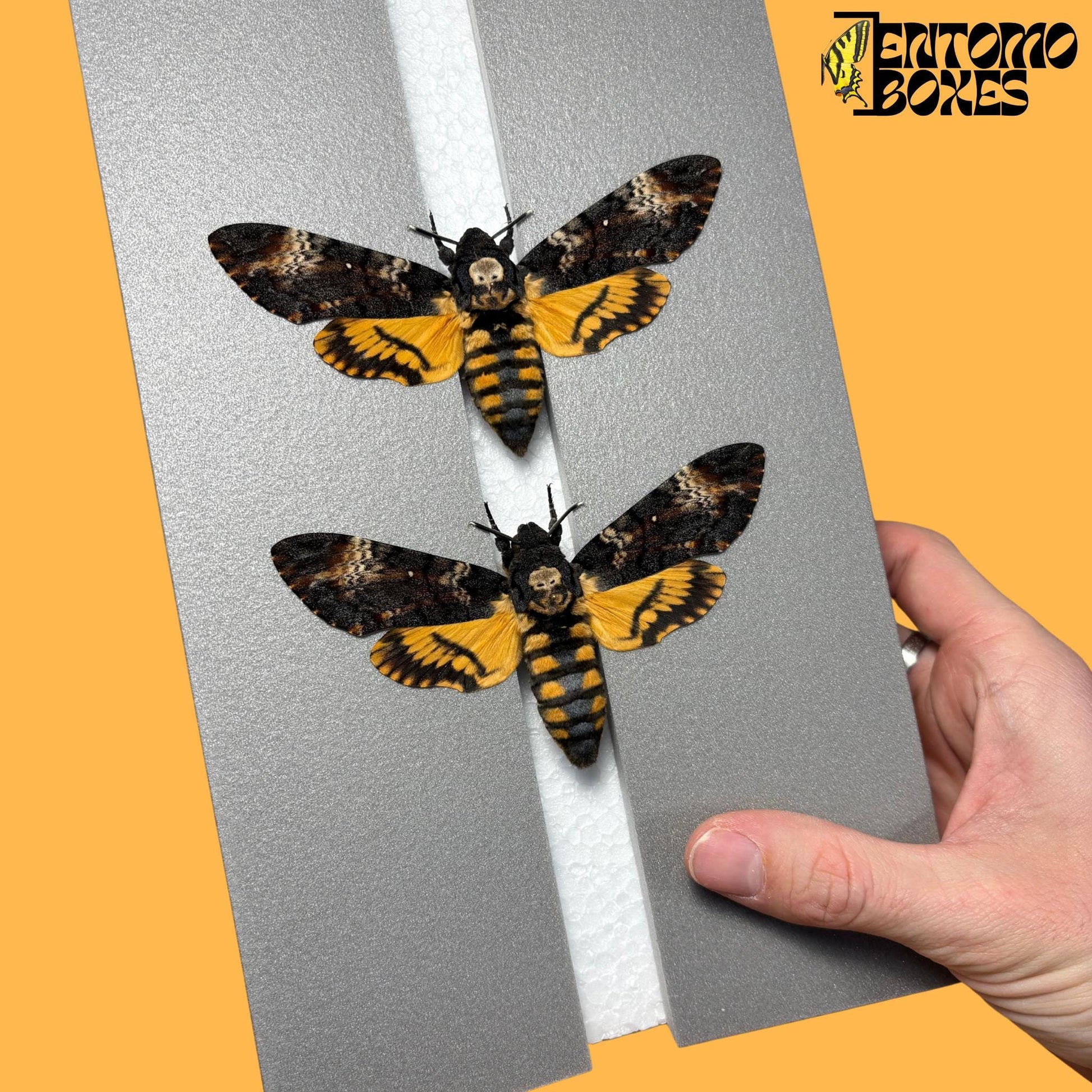 two acherontia atropos hawkmoths on pinning board from entomoboxes