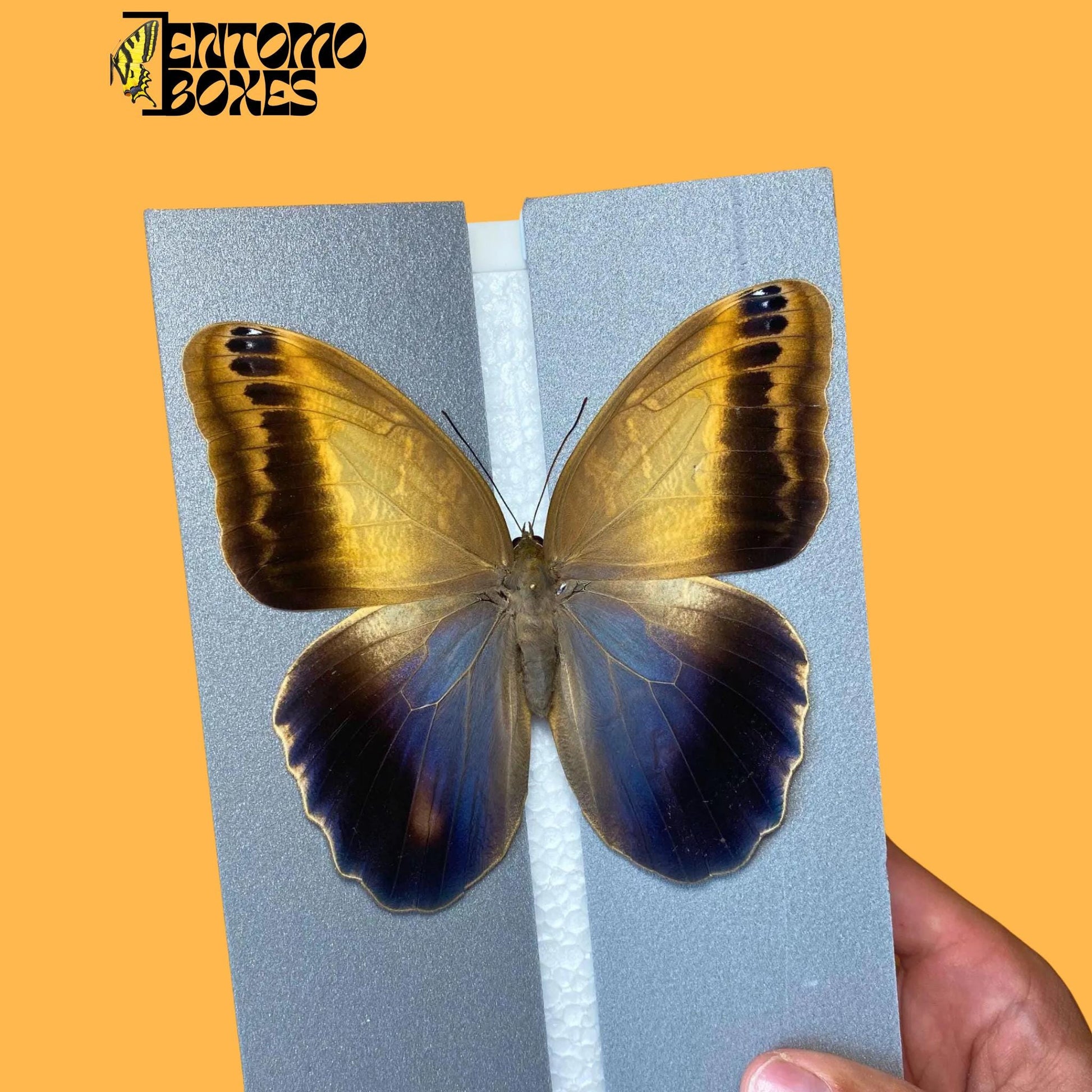 caligo memnon on pinning board from entomoboxes