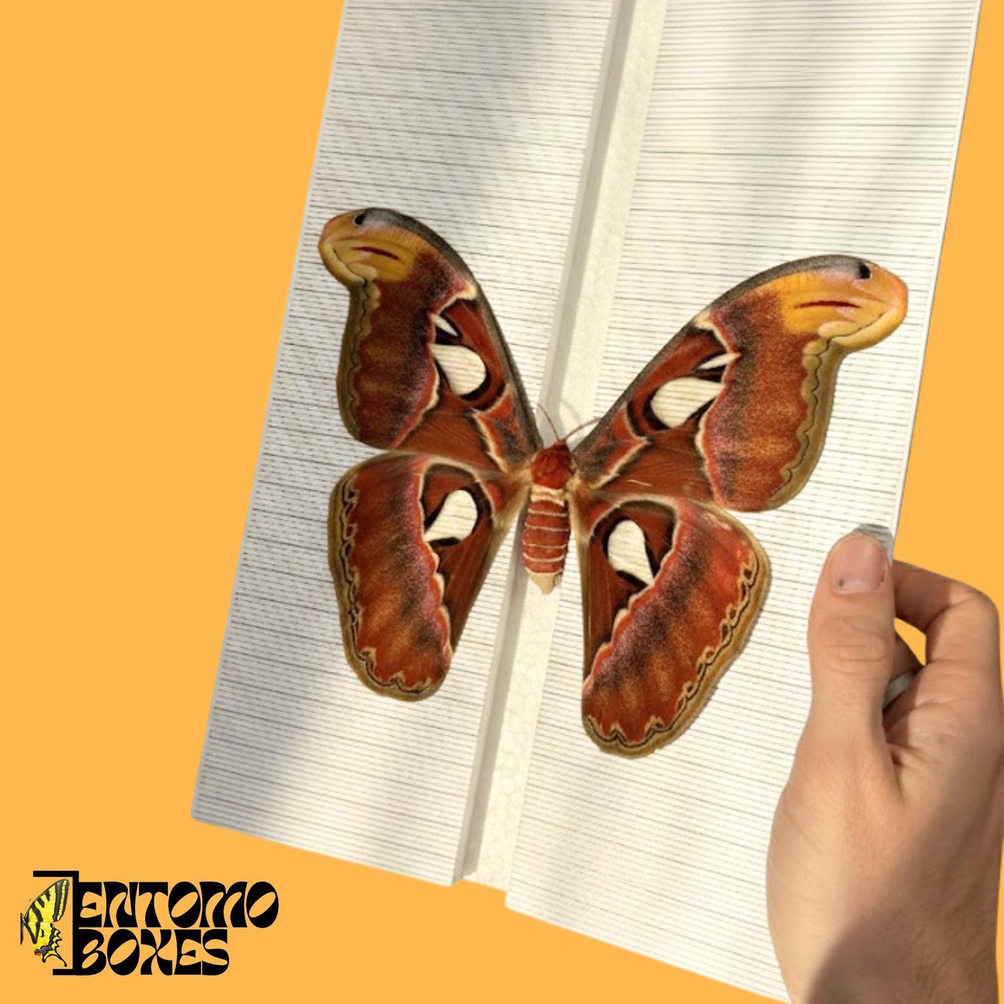 large moth pinning board with grid sticker