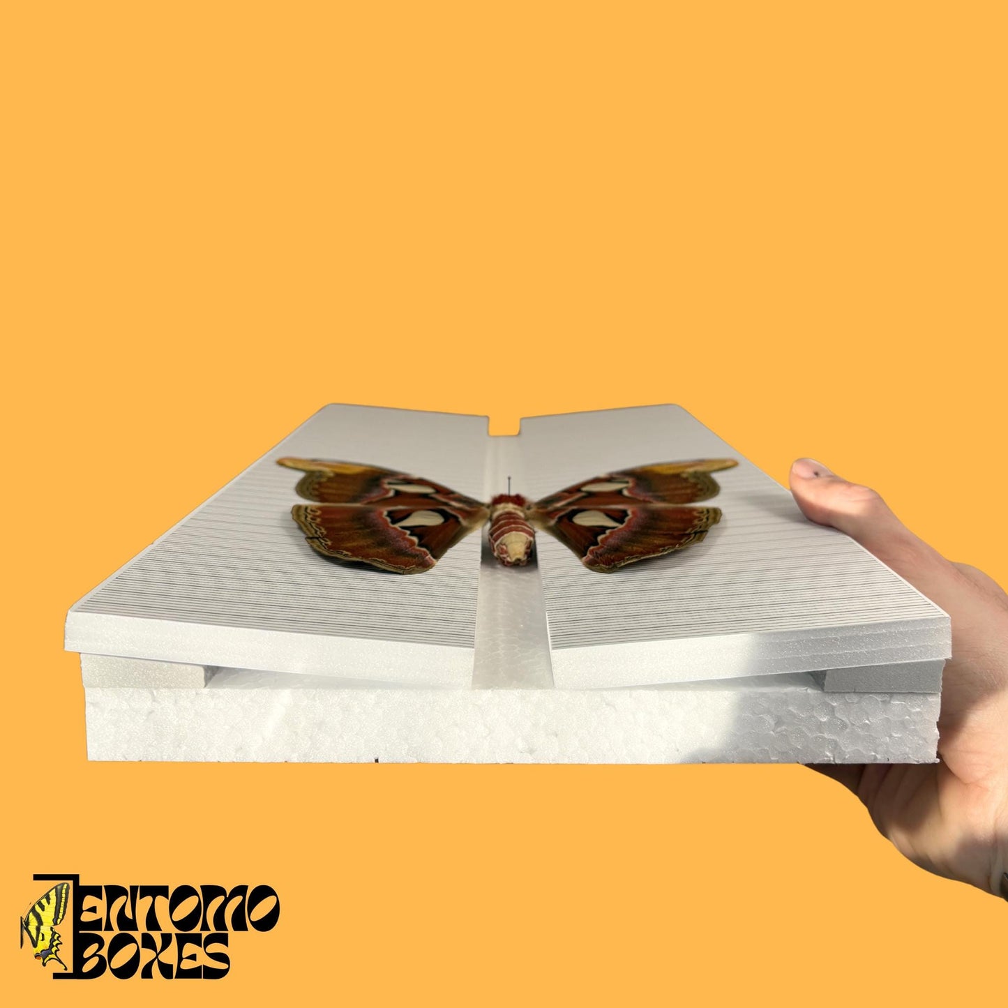 butterfly pinning board