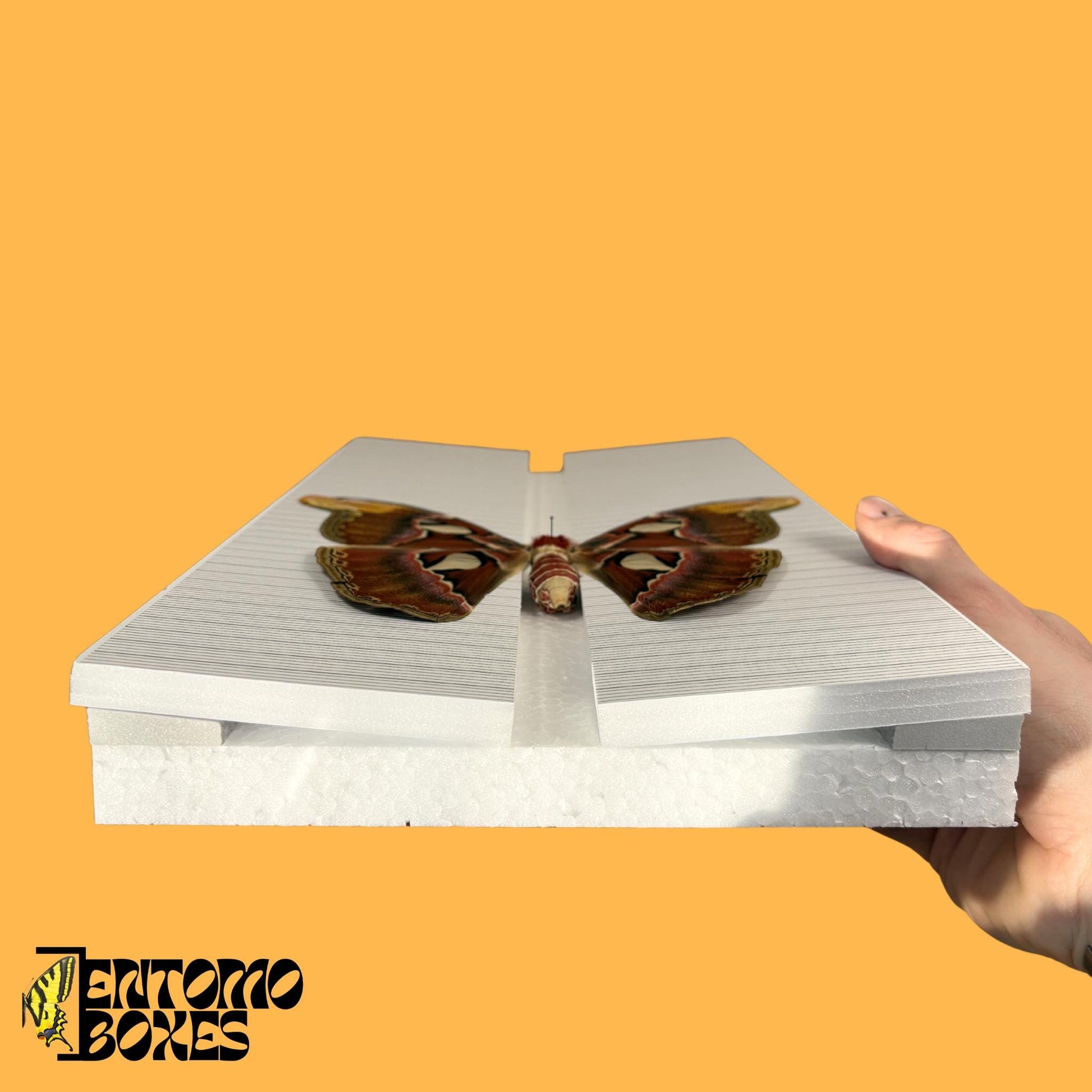 butterfly pinning board