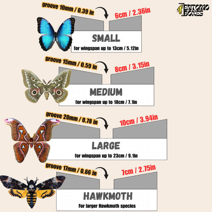 Large Angled Pinning Boards grid sticker Butterflies Moths insect taxidermy entomology