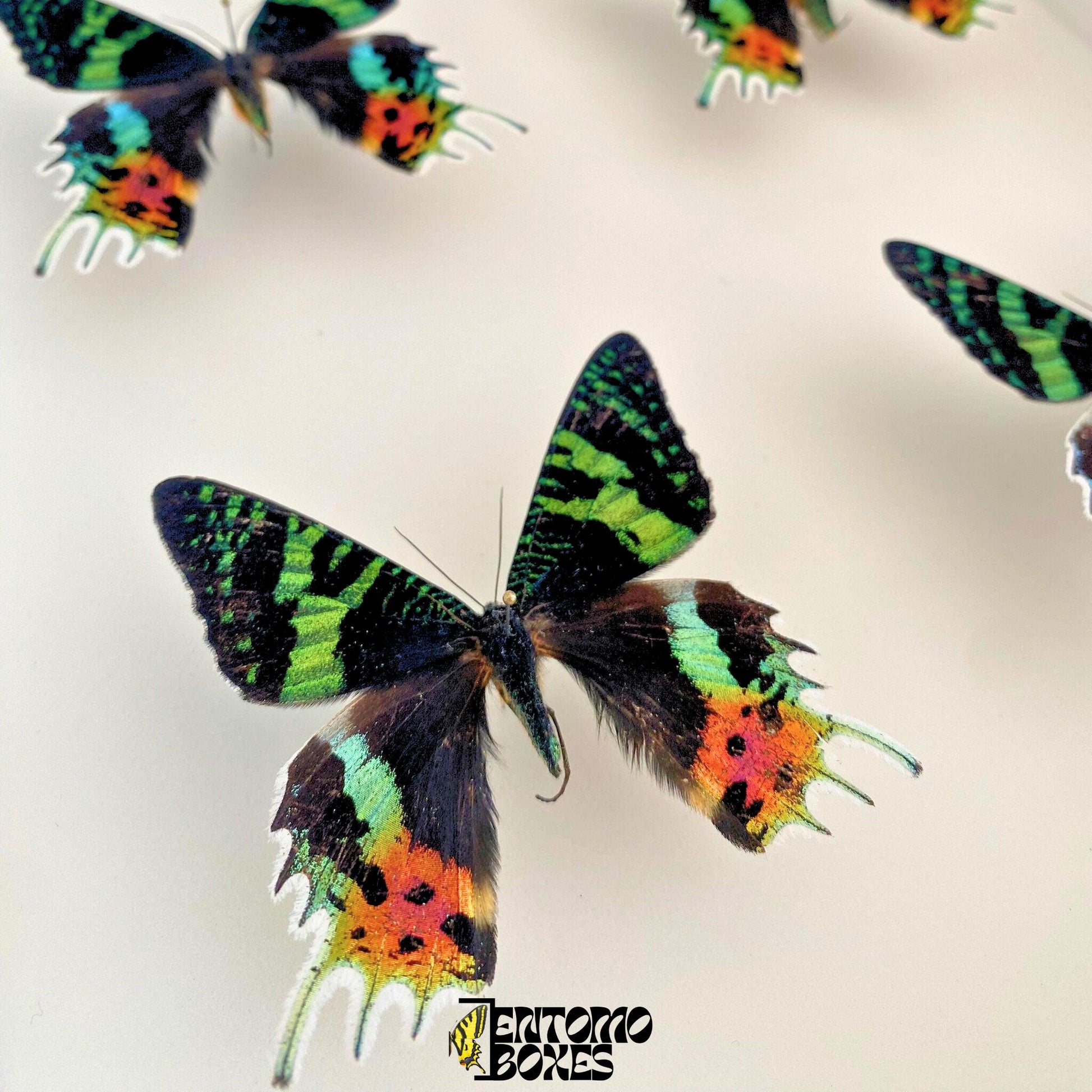 pinned Madagascan Sunset Moths (Urania ripheus)