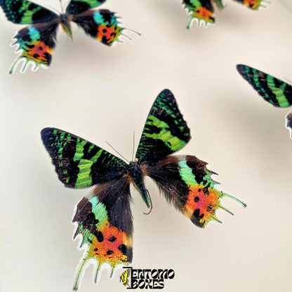 pinned Madagascan Sunset Moths (Urania ripheus)