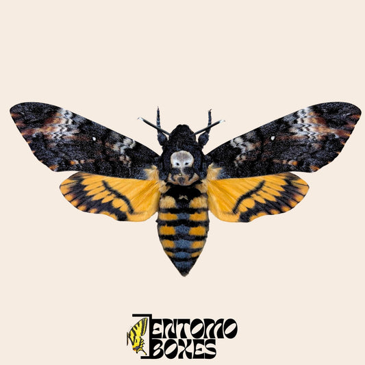 acherontia atropos pinned female moth