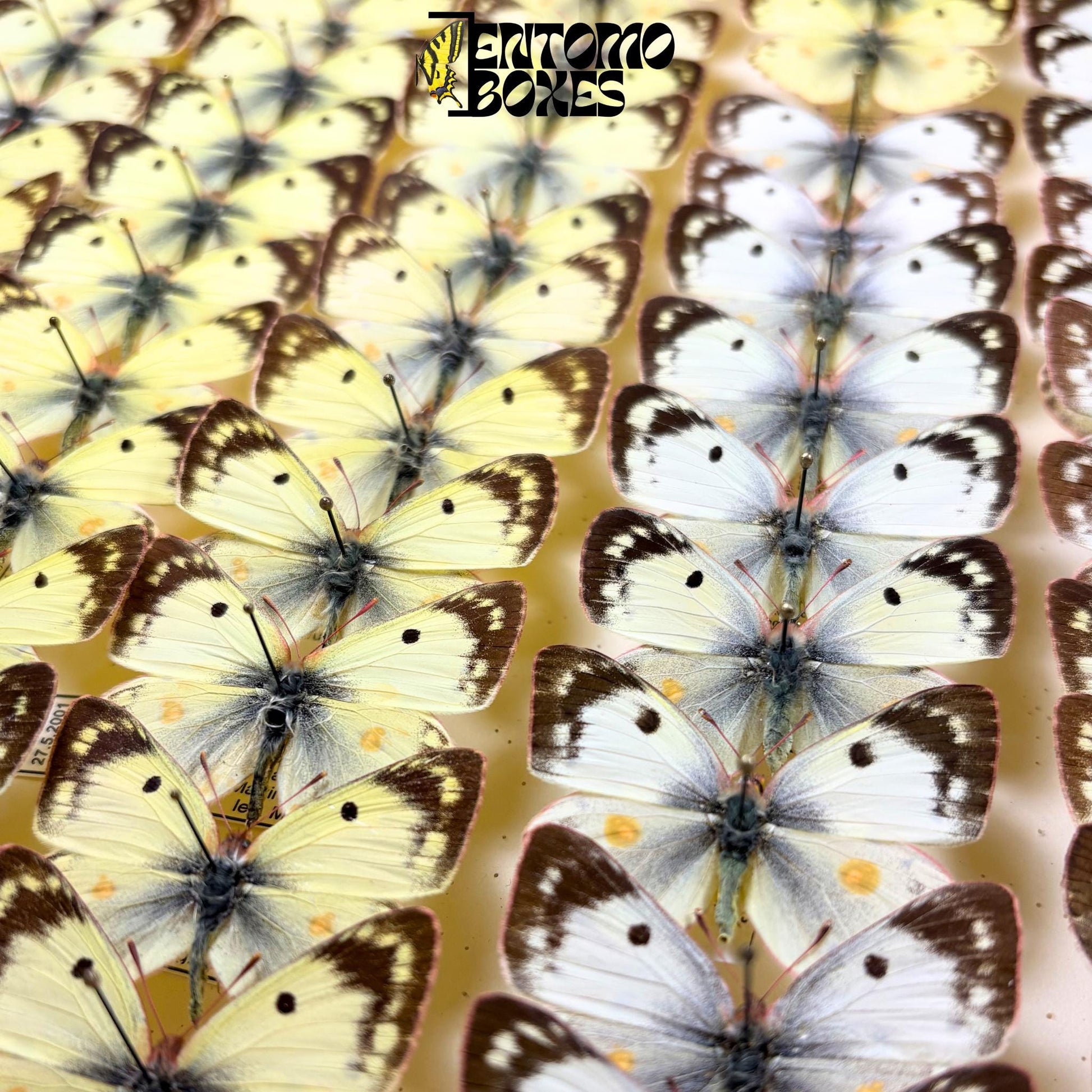 collection of colias hyale specimens