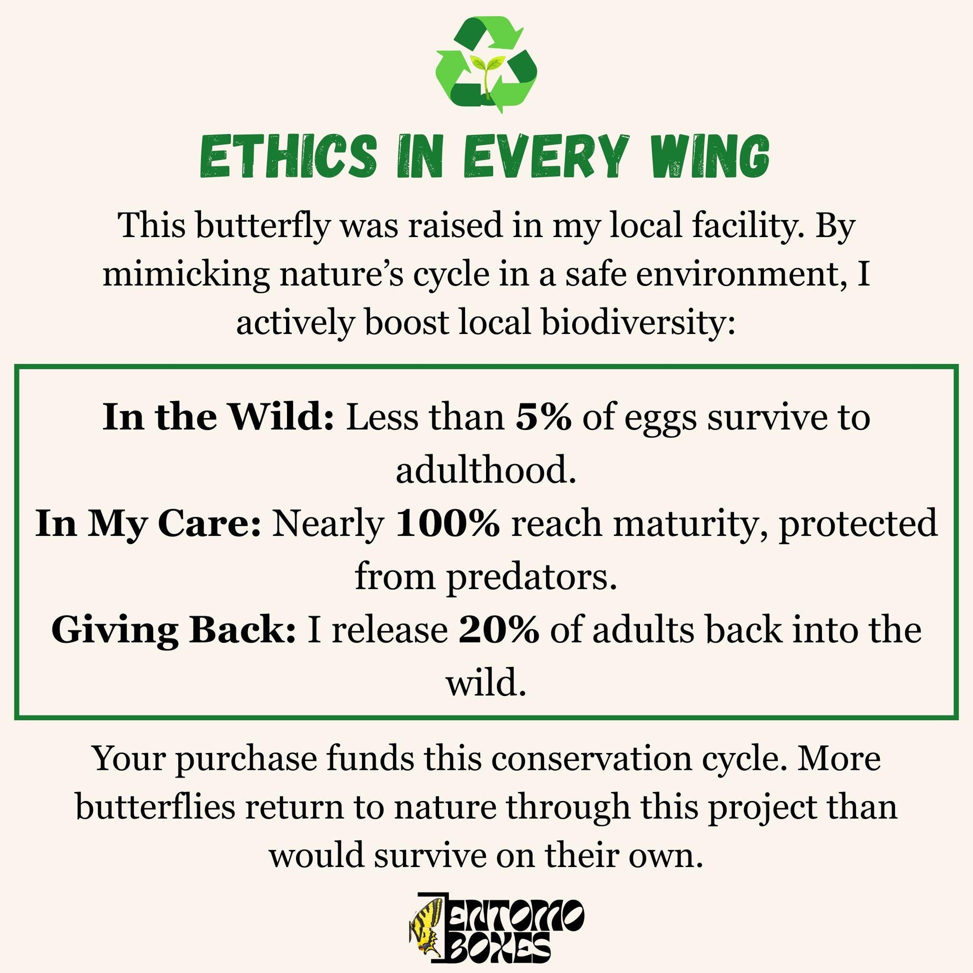 Pale Clouded yellow Colias hyale butterfly on a pin entomology taxidermy