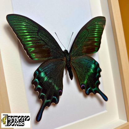papilio maackii in light wood frame