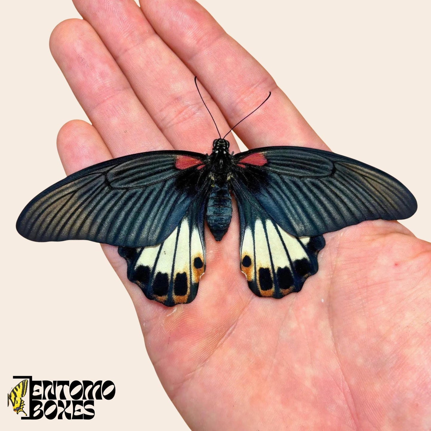 papilio memnon female butterfly on hand
