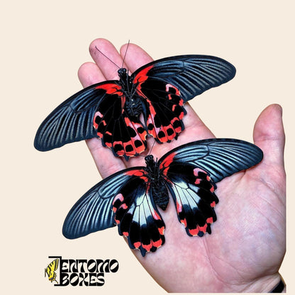 papilio rumanzovia females on hand