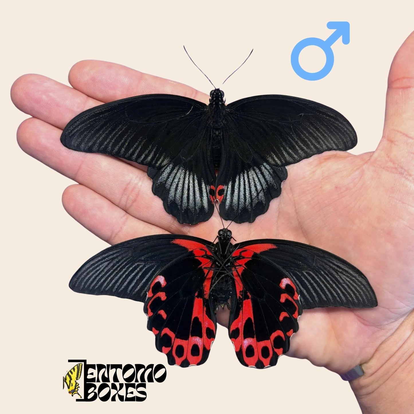 papilio rumanzovia males from upper side and down side