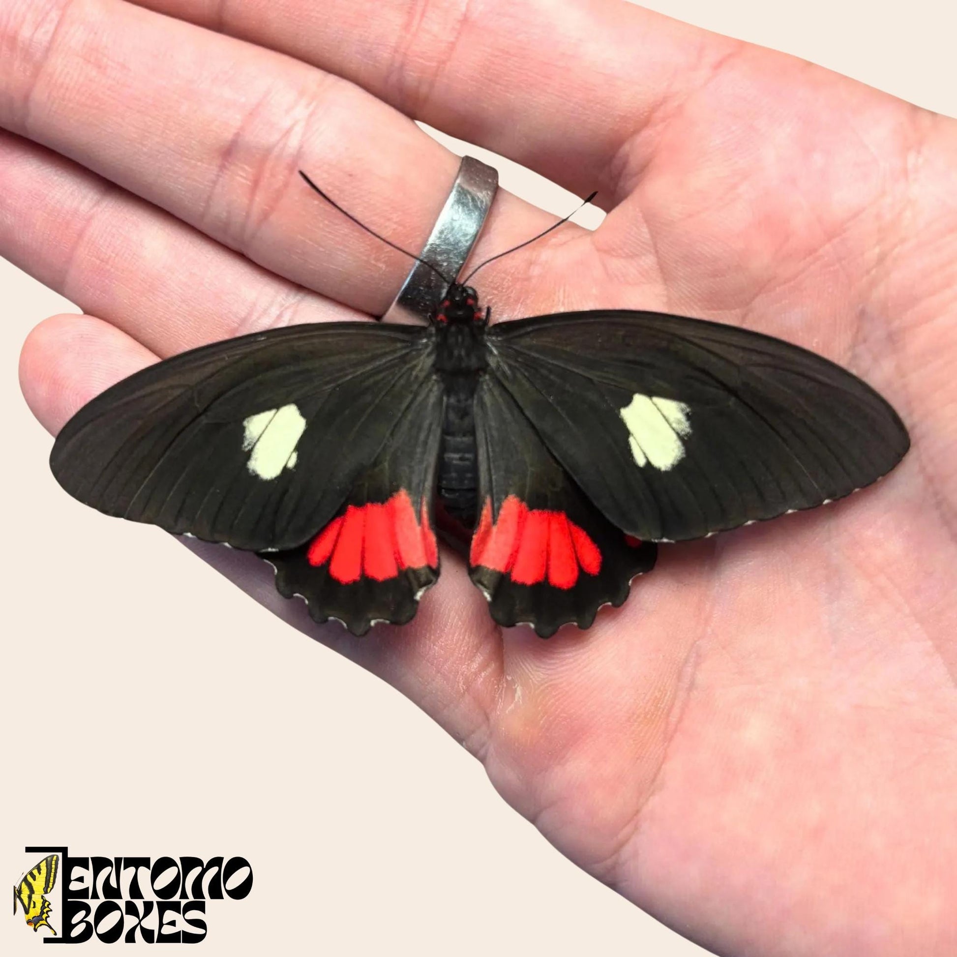 parides species of butterfly on hand