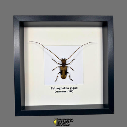 Petrognatha gigas in frame longhorn beetle