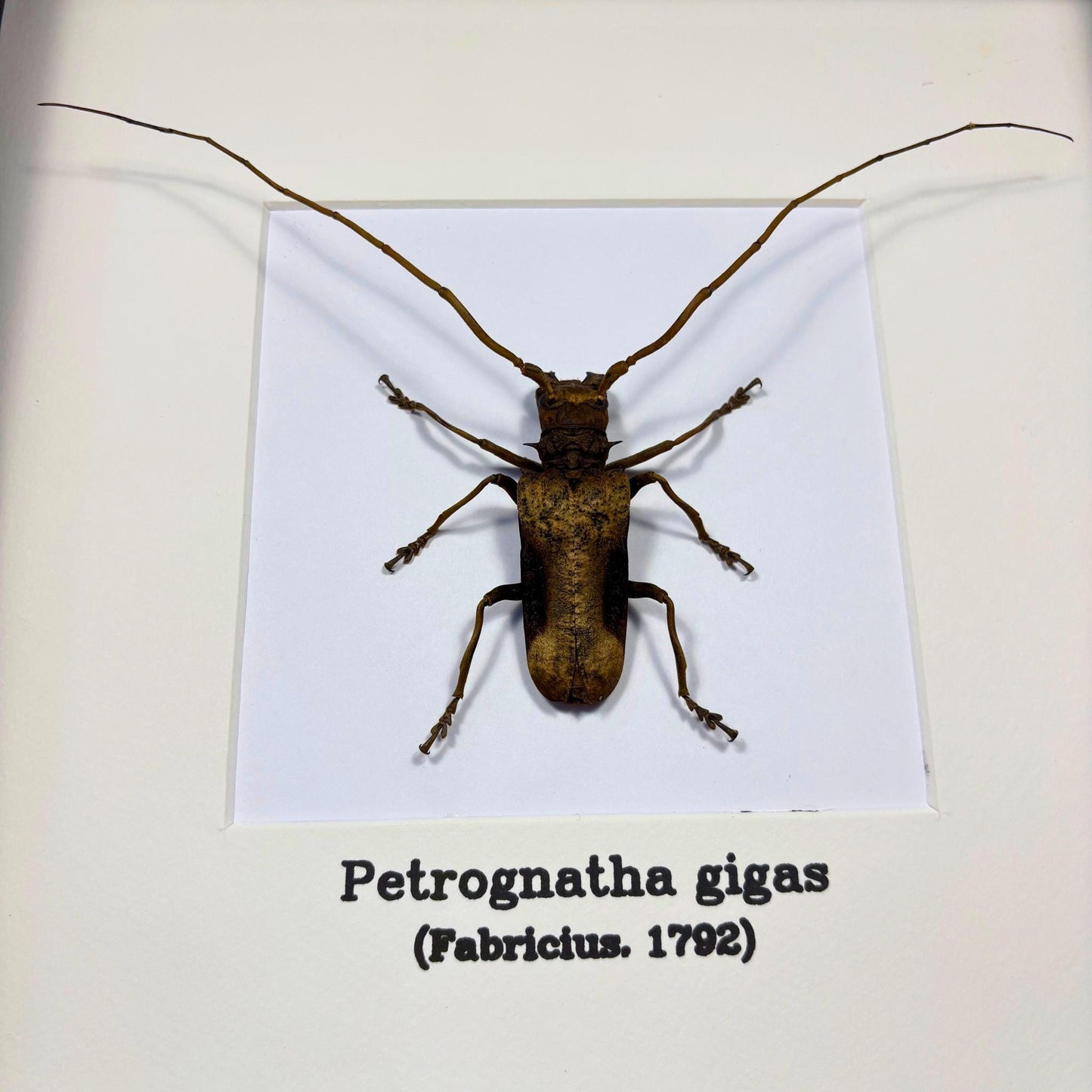 Petrognatha gigas in frame longhorn beetle