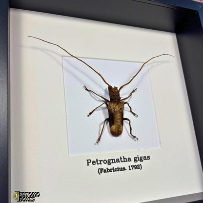 Petrognatha gigas in frame longhorn beetle