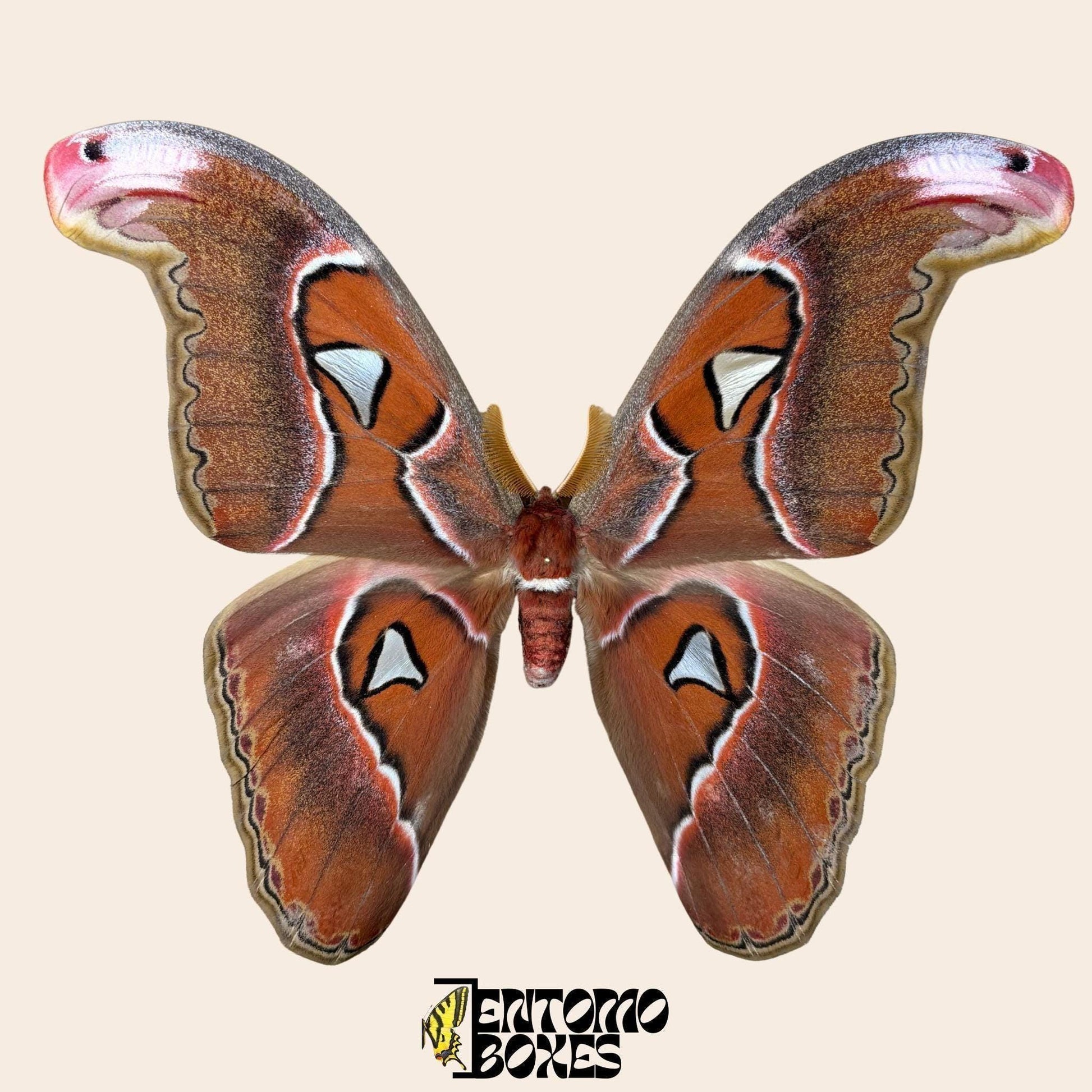 Attacus lorquini Lorquin's Atlasfalter Männchen gespanntes Exemplar, große Atlas-like Flügel, nachhaltig bezogen