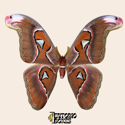 Attacus lorquini Lorquin's Atlasfalter Männchen gespanntes Exemplar, große Atlas-like Flügel, nachhaltig bezogen