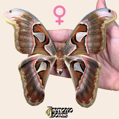 Attacus lorquini Lorquin's Atlasfalter Weibchen gespanntes Exemplar, große Atlas-like Flügel, nachhaltig bezogen