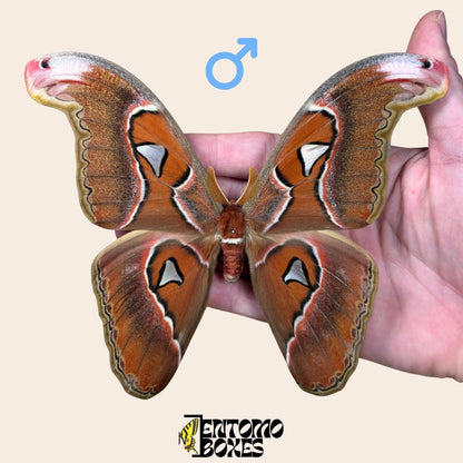 Attacus lorquini Lorquin's Atlasfalter Männchen gespanntes Exemplar, große Atlas-like Flügel, nachhaltig bezogen