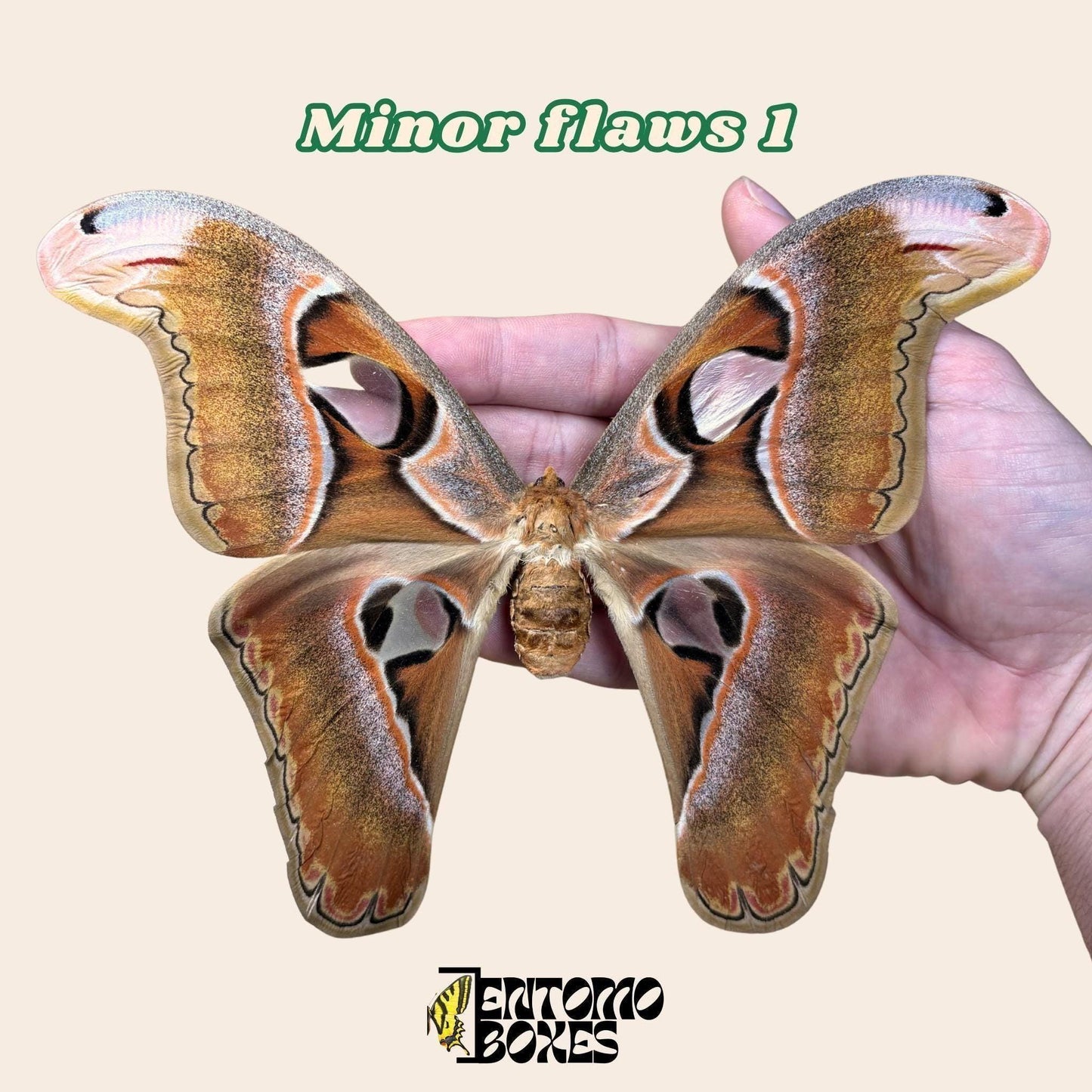 Attacus lorquini Lorquin's Atlasfalter Weibchen gespanntes Exemplar, große Atlas-like Flügel, nachhaltig bezogen