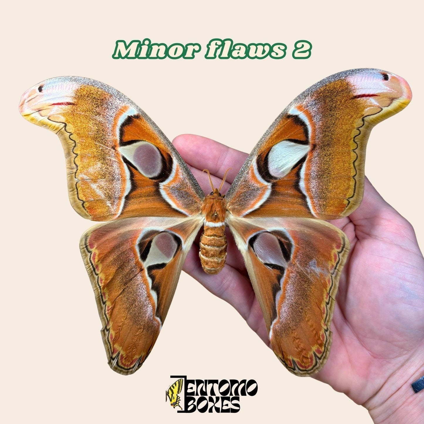 Attacus lorquini Lorquin's Atlasfalter Weibchen gespanntes Exemplar, große Atlas-like Flügel, nachhaltig bezogen