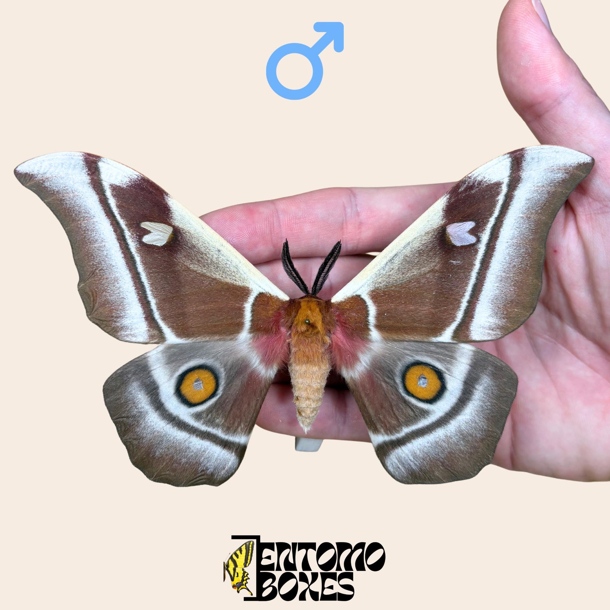 bunaea aslauga pinned male with opened wings