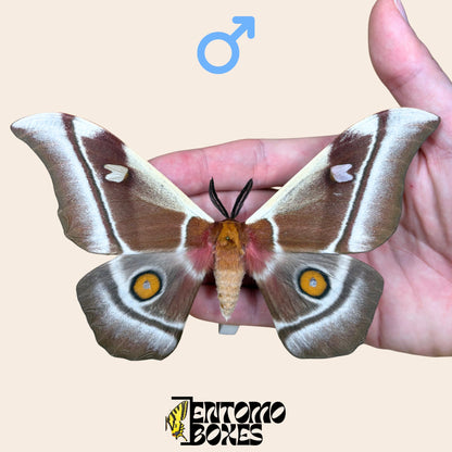 bunaea aslauga pinned male with opened wings