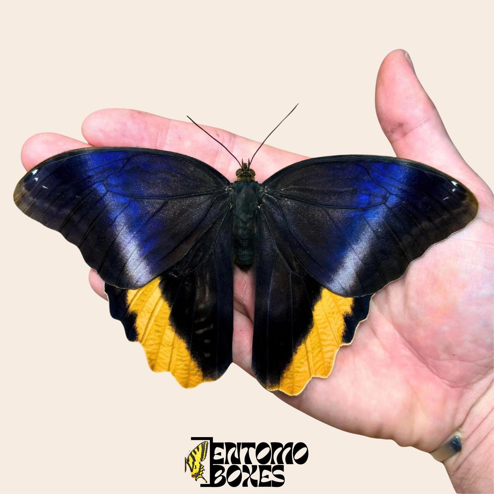 magnificent owl butterfly on hand