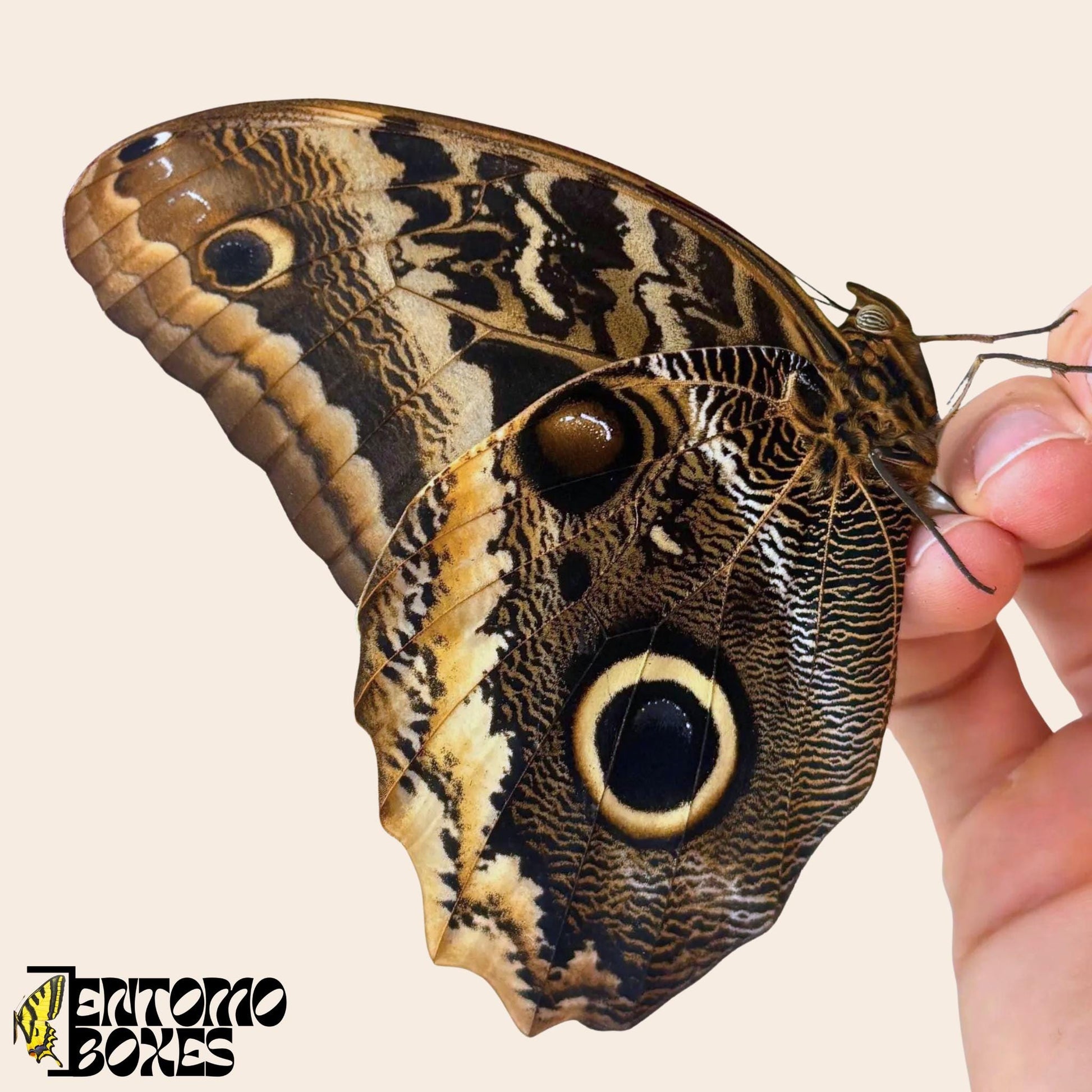 caligo atreus butterfly on hand