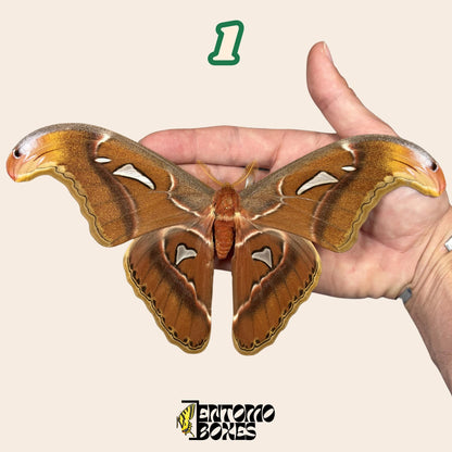 attacus atlas x attacus caesar hybrid male with open wings __etsy:8096385646