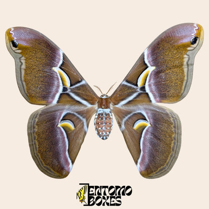 Samia canningi female pinned moth