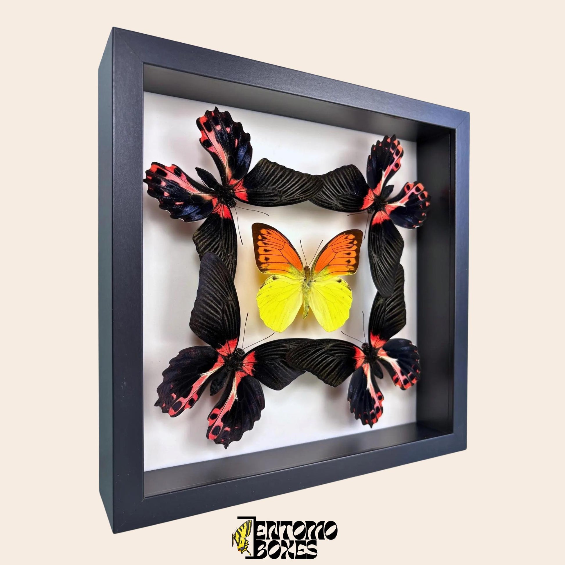four papilio rumanzovia and one orange and yellow butterfly in black frame