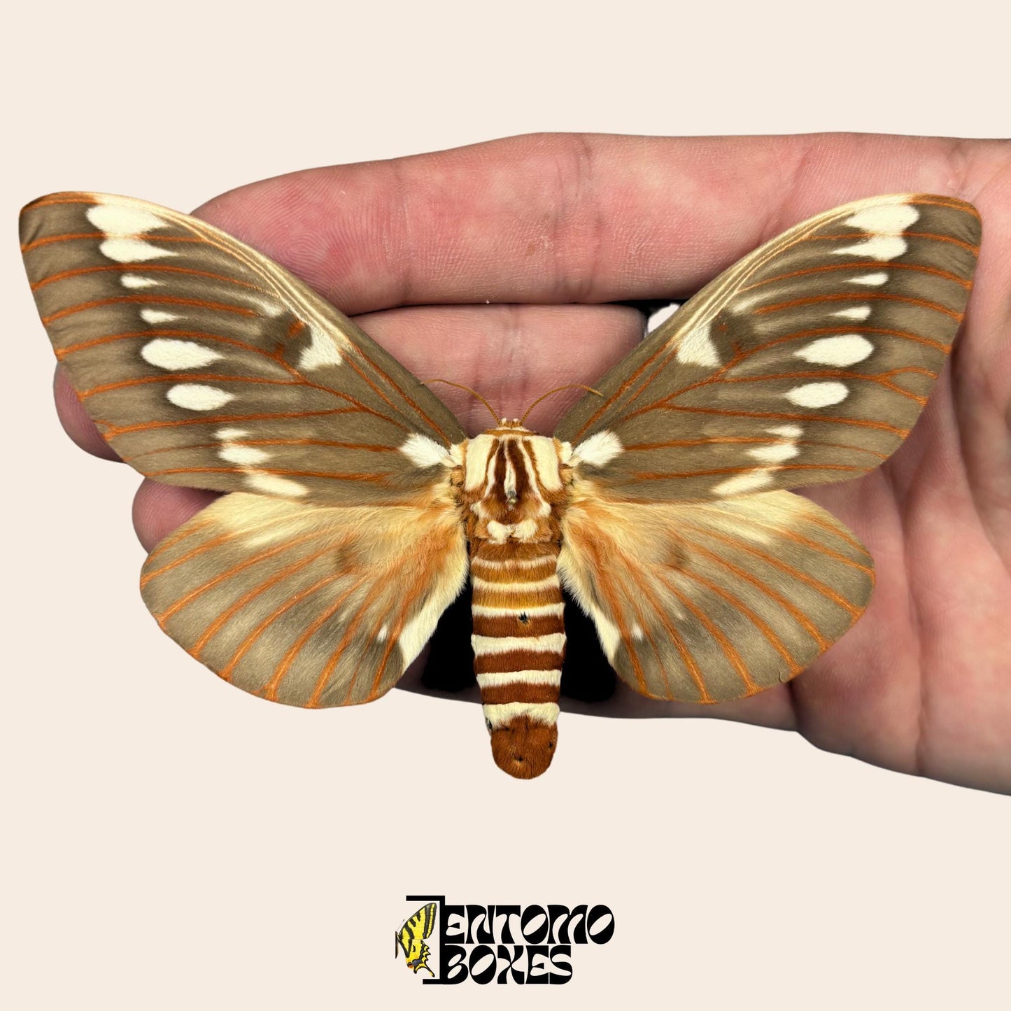 REAL Citheronia splendens, the splendid royal moth pinned ready for collection, taxidermy, entomology __etsy:8144339233